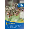 Czosnek (Allium) Nectaroscordum