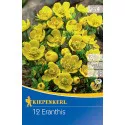 Eranthis
