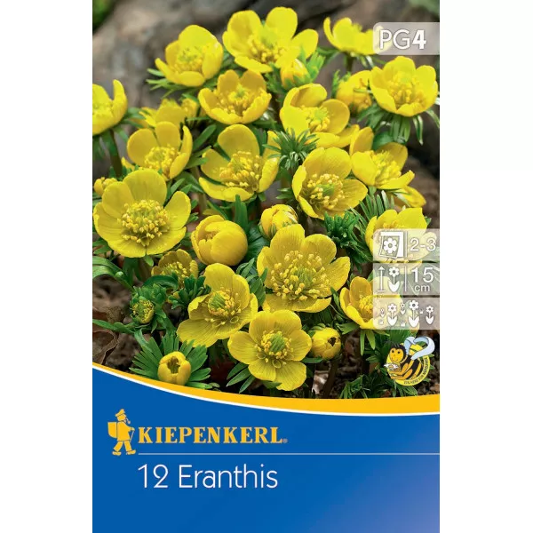 Eranthis
