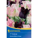 Tulipan Parrots Black and Rose