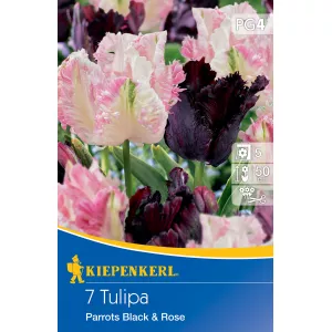 Tulipan Parrots Black and Rose