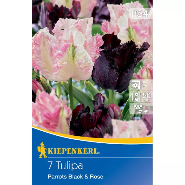 Tulipan Parrots Black and Rose