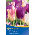 Tulipan Ländliche Charme