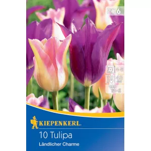 Tulipan Ländliche Charme