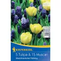 Mieszanka kolorów Tulipan i Szafirek