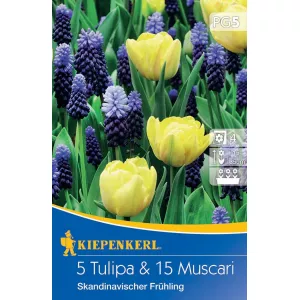 Mieszanka kolorów Tulipan i Szafirek