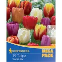 Mega Pack Tulipan Triumph mix 