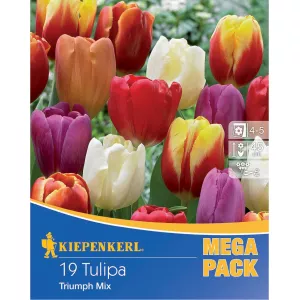 Mega Pack Tulipan Triumph mix 