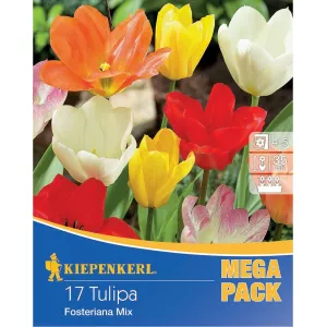 Mega Pack Tulipan Fosteriana mix 