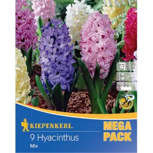 Mega Pack Hiacynt mix kolorów