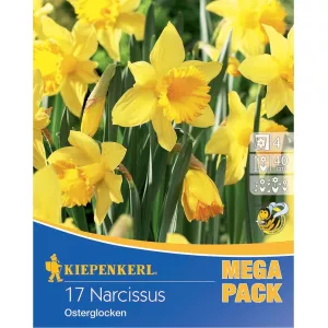 Mega Pack Narcyz Osterglocken