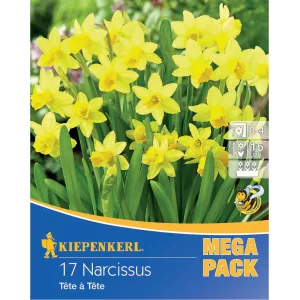 Mega Pack Narcyz Tete a Tete