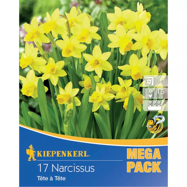 Mega Pack Narcyz Tete a Tete