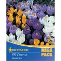 Mega Pack Krokus Vernus mix 