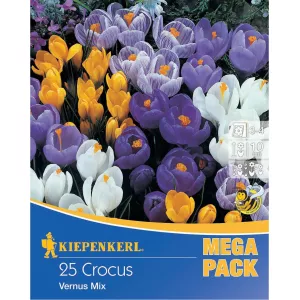Mega Pack Krokus Vernus mix 