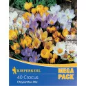 Mega Pack Krokus mix 