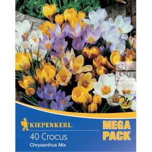 Mega Pack Krokus mix 