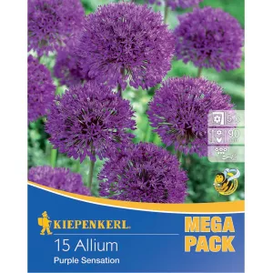 Mega Pack Allium (Czosnek) mix