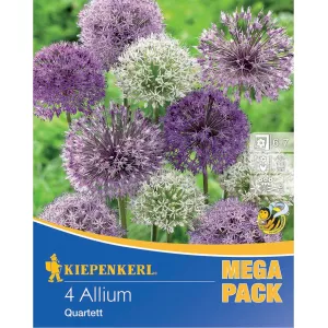 Mega Pack Allium Quartet mix 