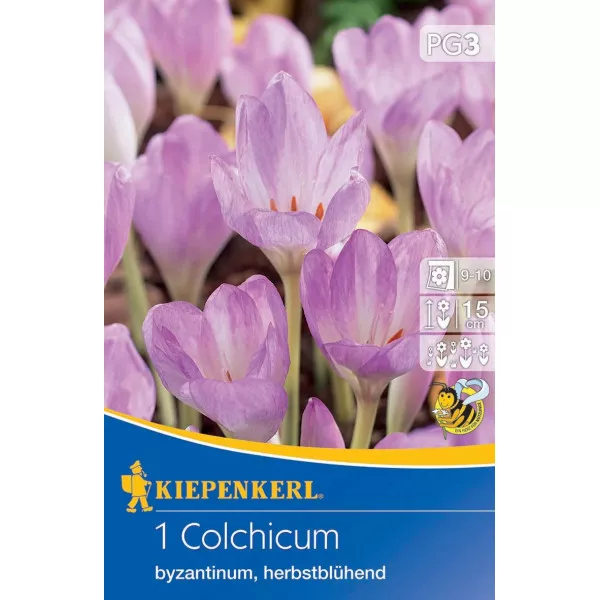 Krokus jesienny