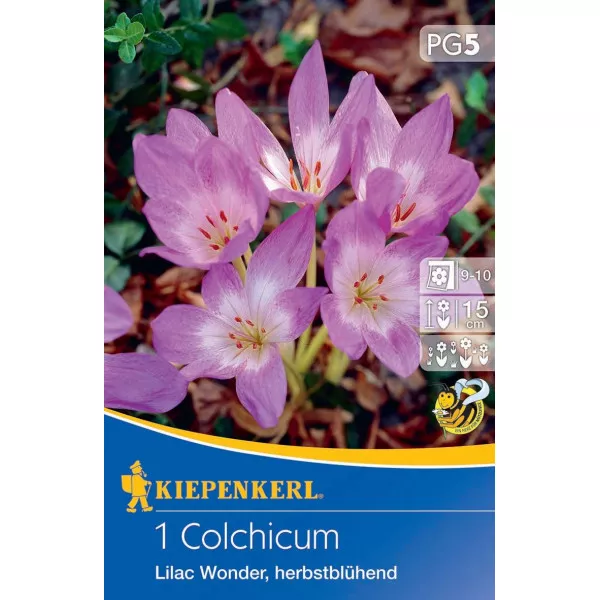 Krokus jesienny Lilac Wonder