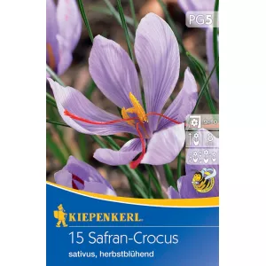 Krokus Safran