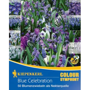 Cebulki kwiatów Blue Celebration