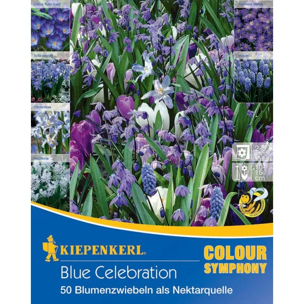 Cebulki kwiatów Blue Celebration