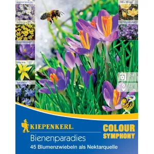 Cebulki kwiatowe Bee Paradise