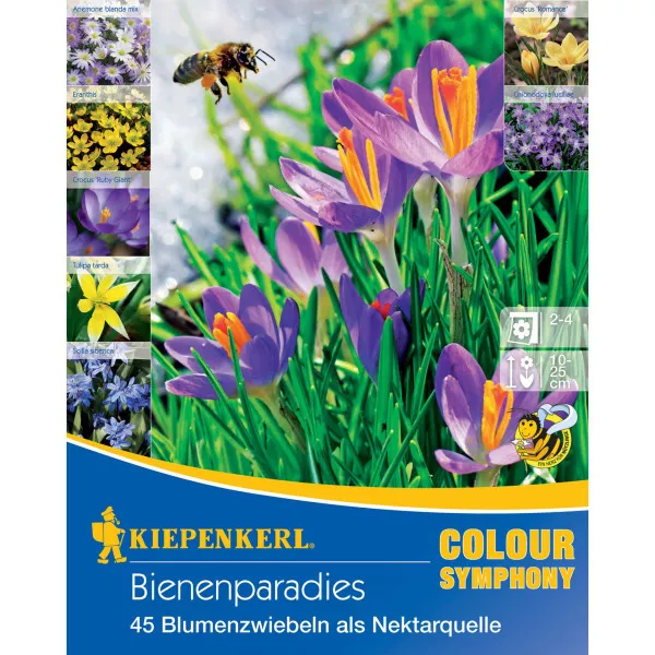 Cebulki kwiatowe Bee Paradise