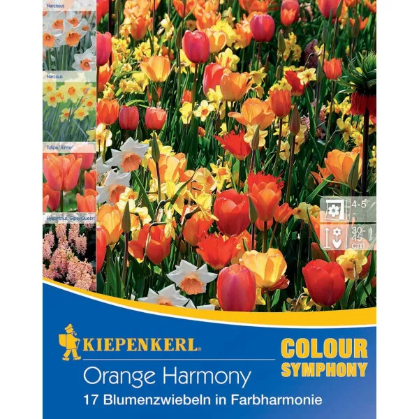 Cebulki kwiatów Orange Harmony