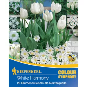 Cebulki kwiatów White Harmony