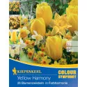 Cebulki kwiatów Yellow Harmony