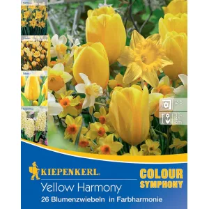 Cebulki kwiatów Yellow Harmony