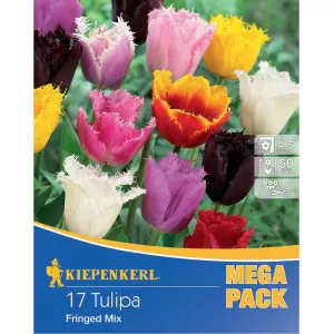 Mega Pack Tulipan Fringed mix 