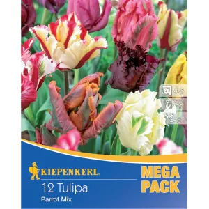 Mega Pack Tulipan Parrot mix 