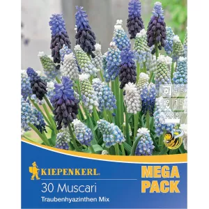 Mega Pack Szafirek Muscari Mix 