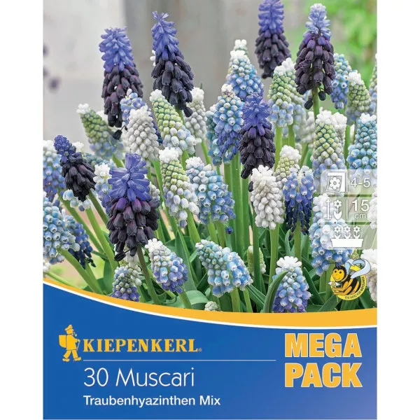 Mega Pack Szafirek Muscari Mix 