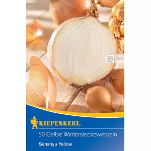 Żółta cebula zimowa Senshyu Yellow