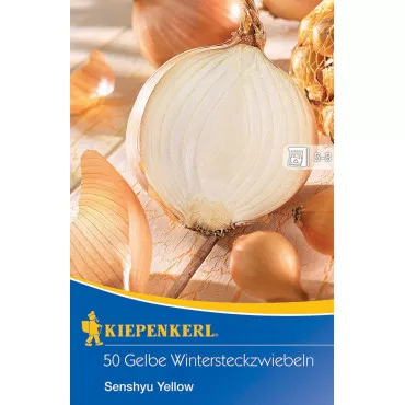 Żółta cebula zimowa Senshyu Yellow