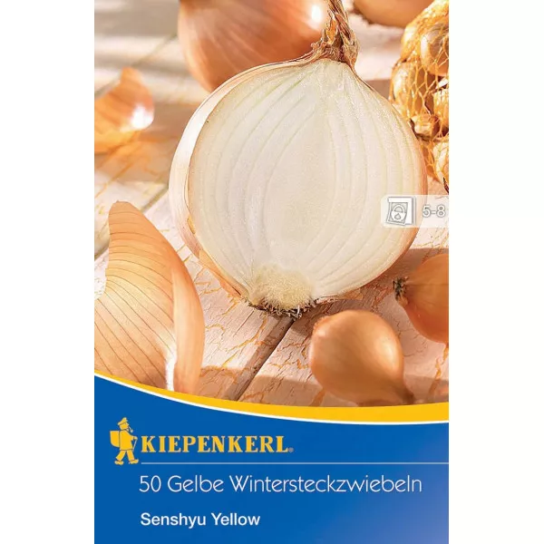 Żółta cebula zimowa Senshyu Yellow