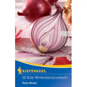 Czerwona cebula zimowa Rote Winter