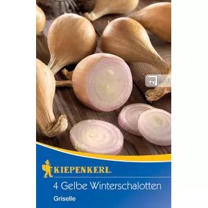 Cebula szalotka zimowa Griselle