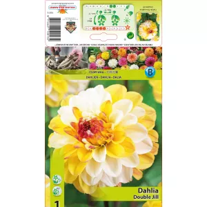 Dalia Dekoracyjna Double Jill