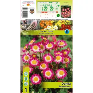 Dalia Dekoracyjna Sweetheart