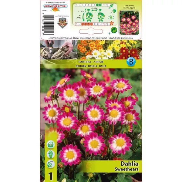 Dalia Dekoracyjna Sweetheart