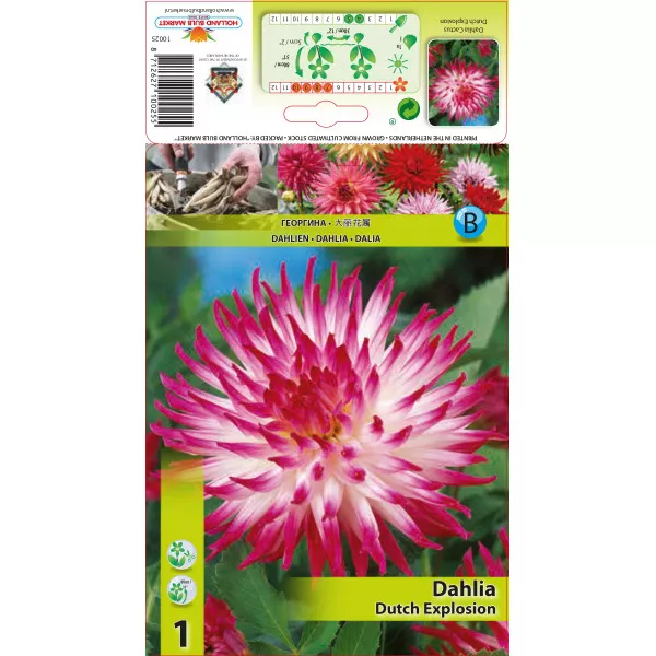 Dalia kaktusowa Dutch Explosion Dalia kaktusowa Dutch Explosion