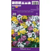Czosnek (Allium) mix kolorów