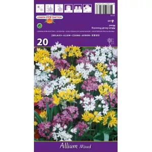 Czosnek (Allium) mix kolorów