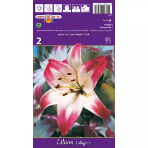 Lilia azjatycka Lollypop